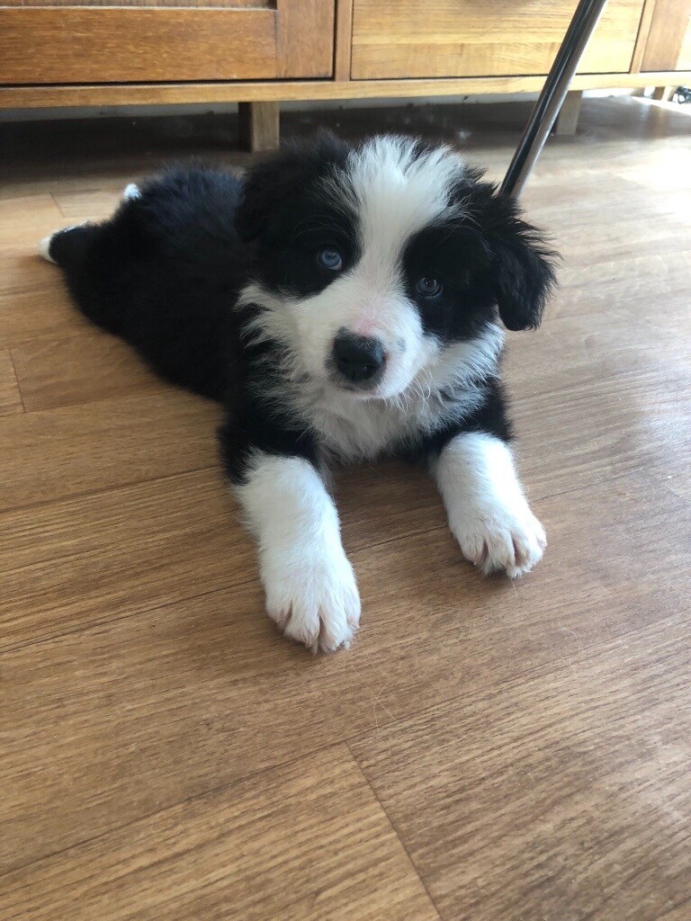 long haired border collie puppies for sale